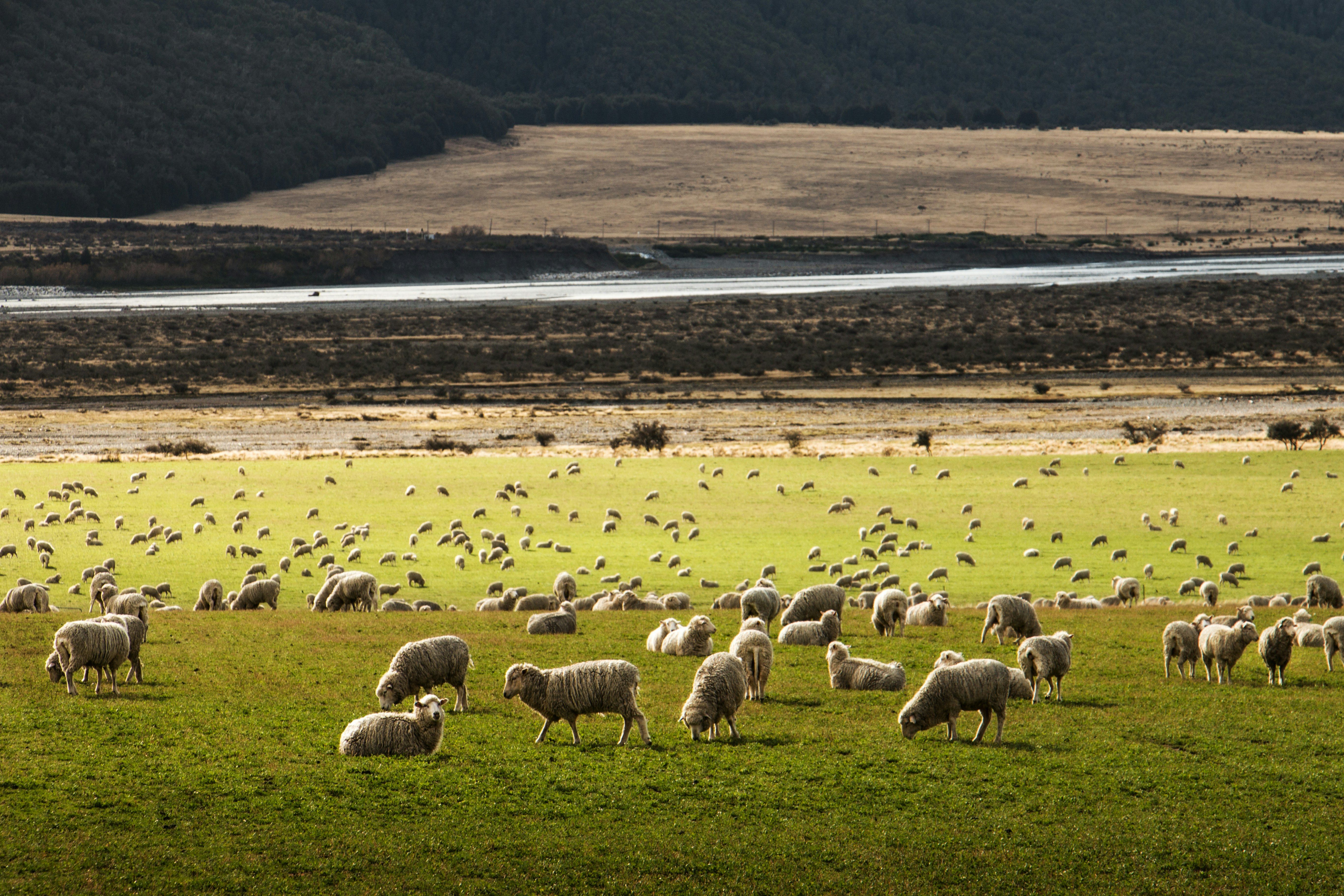 field of merino sheep