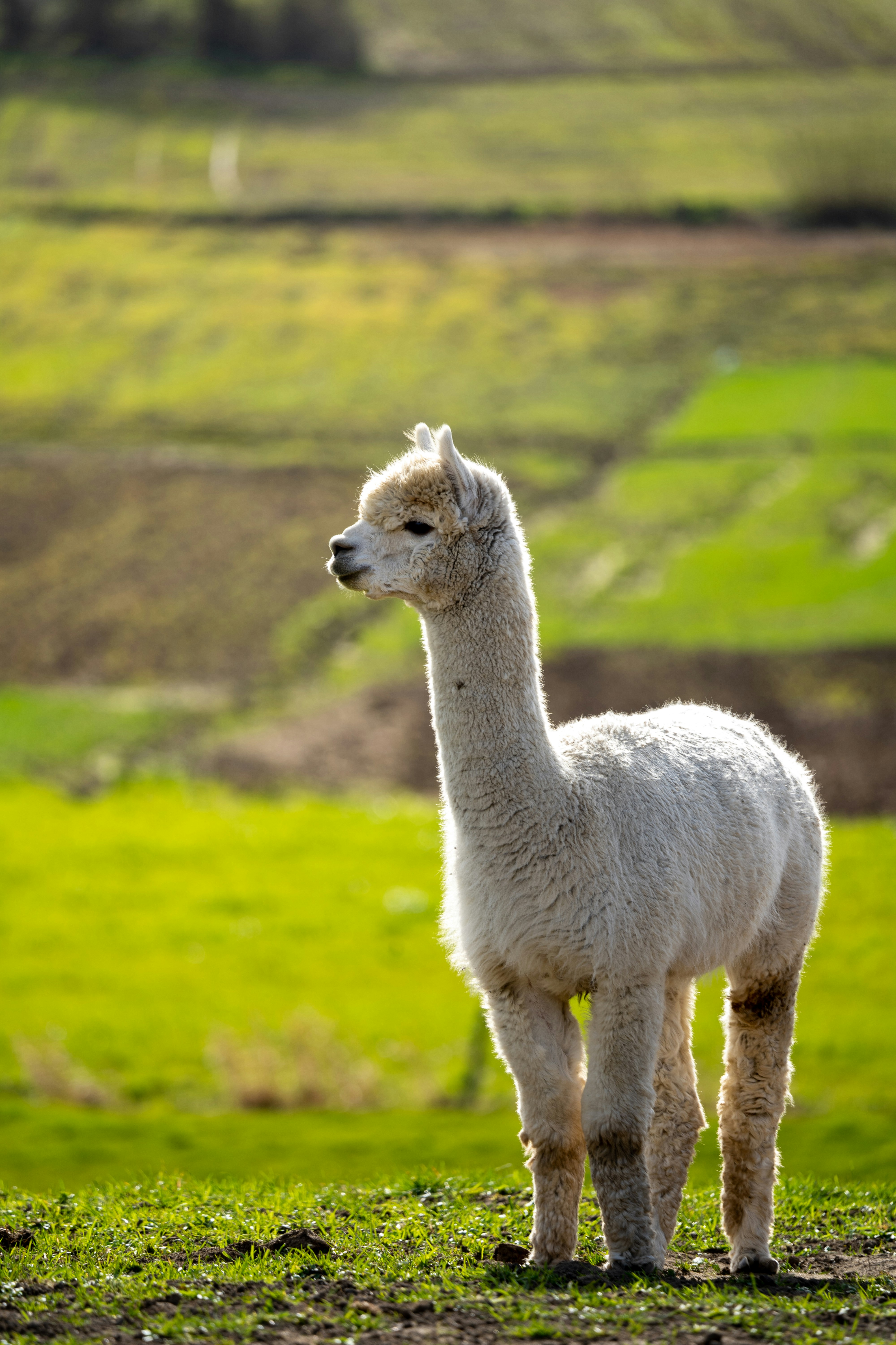 alpaca-standing-alone-in-field