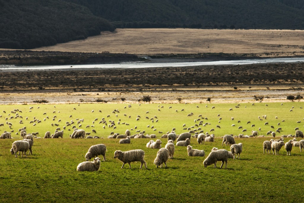 field of merino sheep 
